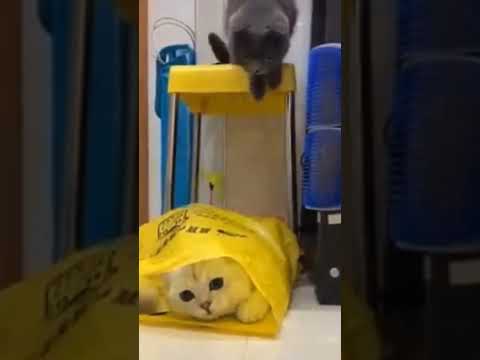 Funny Cats 😂 😂😂😂😂😂😂😂😂 Baby Cat 🐈 #viralshorts #cat #babycat