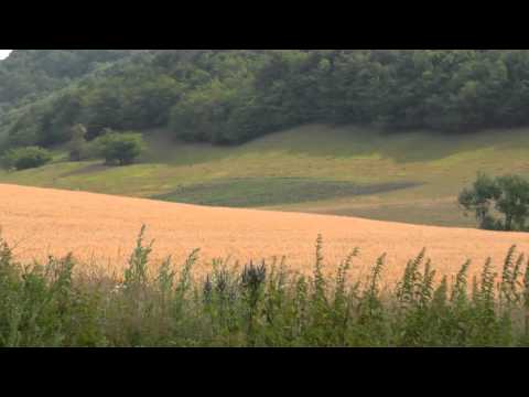 Așezare, „Siliște” comuna Dragomirești, sat Borniș