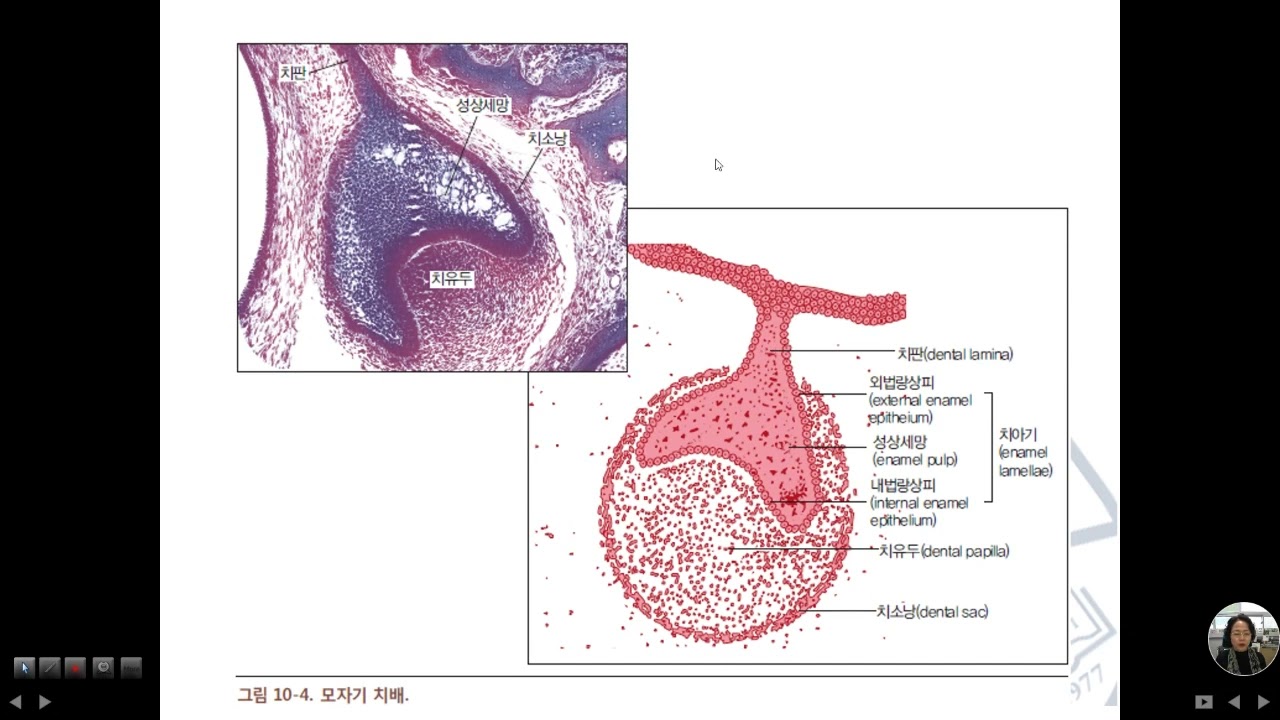 치아발생
