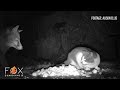 Fox Myths Busted Foxes Kill Cats