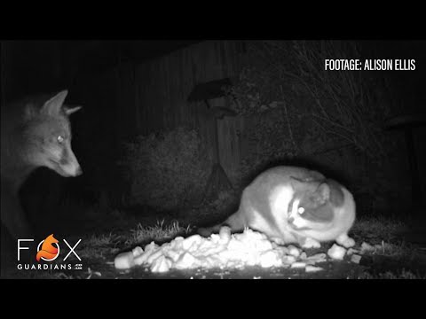 Fox Myths Busted: Foxes kill cats