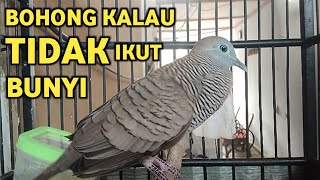 Download lagu Perkutut Lokal Gacor Suara Super Kristal - Pancingan Malas Bunyi  (99%AMPUH BANGET) mp3