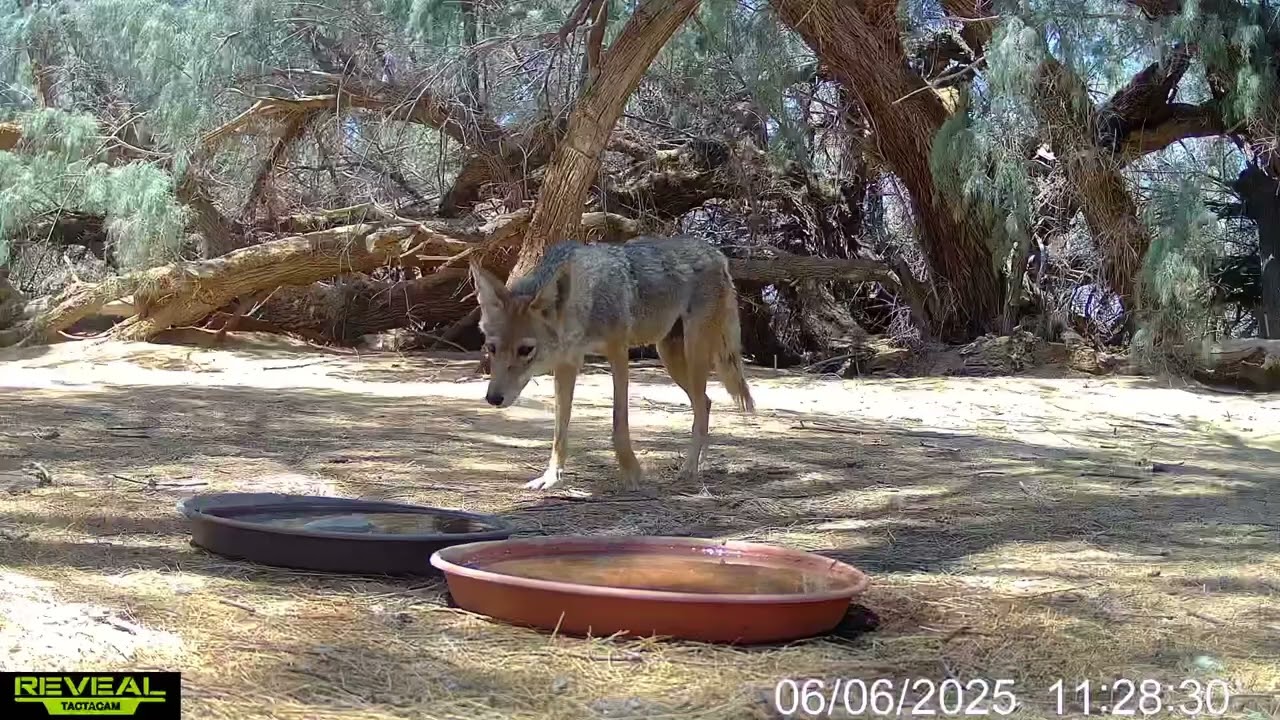 S3E26: Wildlife visit the water stations, lake, and pond on a warm late spring day