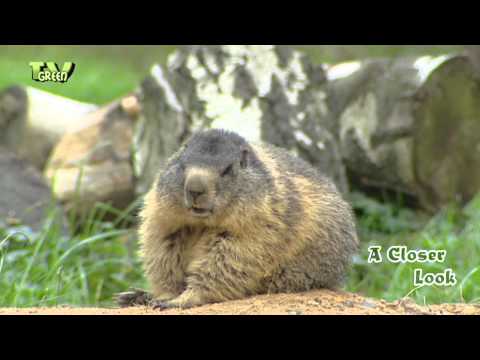 Alpenmarmot - Marmota marmota - Alpine Marmot  -  Alpenmurmeltier