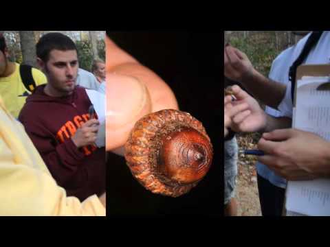 download lagu mp3 mp4 Quercus Coccinea For Sale, download lagu Quercus Coccinea For Sale gratis, unduh video klip Quercus Coccinea For Sale