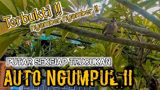 Download lagu dijamin nyamber .... !! suara pikat trucukan ribut & suara pikat trucukan paling ampuh mp3