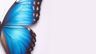 Cover art for Life of a Butterfly