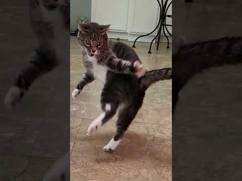 Wild Cat Moment: You Won't Believe What Happened!