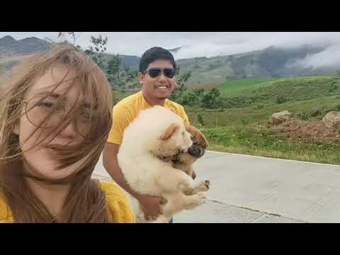Chow chow rehome. With side trip
