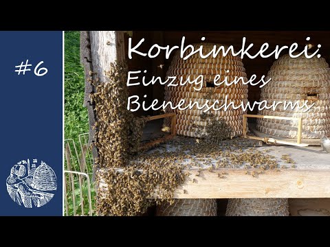 Korbimkerei: Einzug eines Bienenschwarms