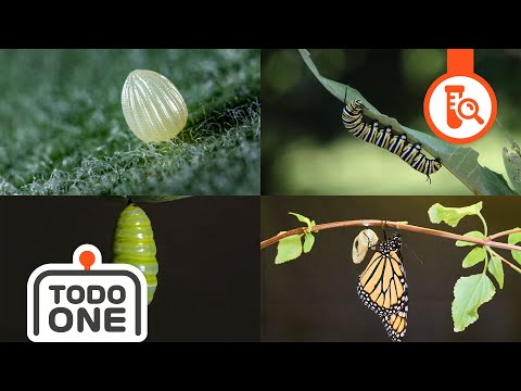 🦋나는 어떤 나비가 될까? | 나비의 성장 | 어린이과학 | 토도과학 | 토도원