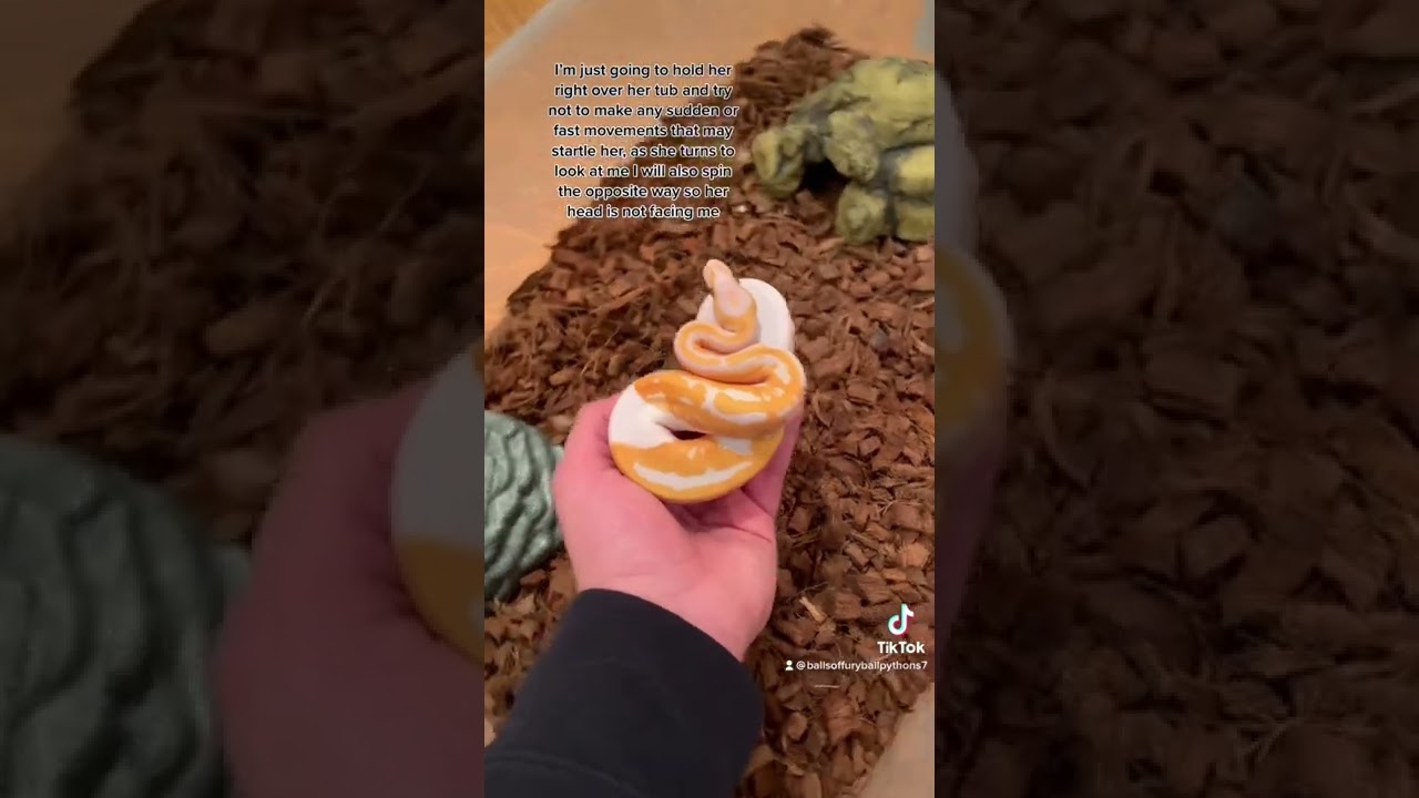 Are Ball Python Bites Really That Bad!? #ballpython #pets #pet #snake #snakes #reptile #reptiles