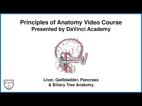 Liver, Gallbladder, Pancreas & Biliary Tree Anatomy [Abdominal Anatomy 6 of 9]