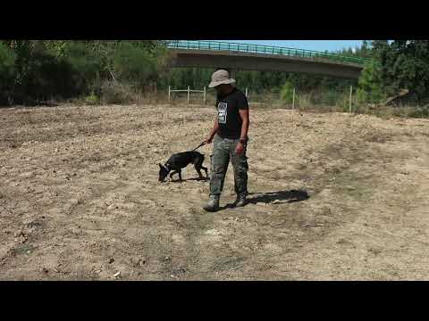 Vídeo de TROVÃO