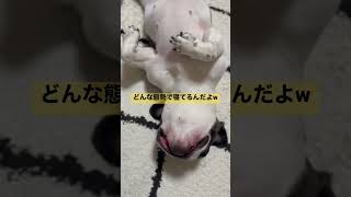 その態勢でよく寝れるね？w#shorts