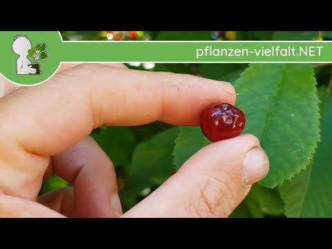 Vogel-Kirsche - Erste Früche - 12.05.18 (Prunus avium) - Bäume (Früchte) Bestimmung
