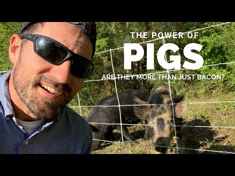 PIGS are a critical TOOL on our homestead | SAVE time and money Clearing land and building Gardens!