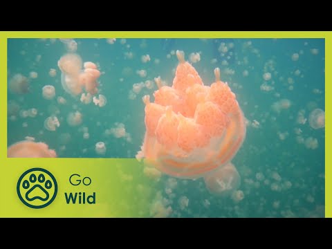Marine Invertebrates - Animal Society 13/13 - Go Wild