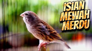 Download lagu KENARI ISIAN MEWAH MERDU PALING DICARI - MASTERAN KENARI ISIAN BLACKTHROAT GACOR MUDAH DITIRU mp3 Download lagu KENARI ISIAN MEWAH MERDU PALING DICARI - MASTERAN KENARI ISIAN BLACKTHROAT GACOR MUDAH DITIRU mp3