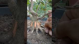 Download lagu CARA PEMBENGKAKAN POHON BERINGIN#belajarbonsai #bonsaiindonesia #bonsaiberingin mp3