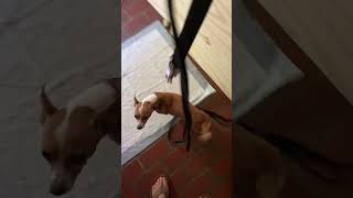 Video preview image #1 Chihuahua-Unknown Mix Puppy For Sale in Holly Springs, NC, USA