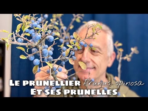 , title : 'Le prunellier (Prunus spinosa) et ses petites prunelles'