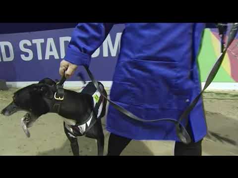 2019 CORAL TV TROPHY - HEAT 1 - T6 RIVERSIDE HONEY (TR)