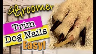 Learn how to trim Dog nails