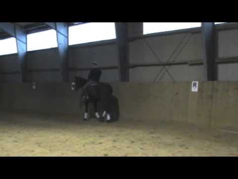 3-j. Holsteiner Wallach v. Com Air x Calato x Alcatraz x Carthago, St. 18