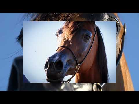 ⭐ MAGENTA K.A. ⭐ (QR Marc x Migracja) - STC AUCTION 2022