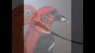 The Bird ~ Shawn Colvin