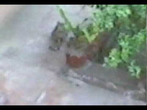 Cat Sit Beside the Computer Mouse = Higher Bitrate.mkv