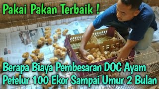 Download lagu Pakan Terbaik & Berapa Biaya Pembesaran Doc Ayam Petelur 100 Ekor Sampe Umur 2 Bulan mp3