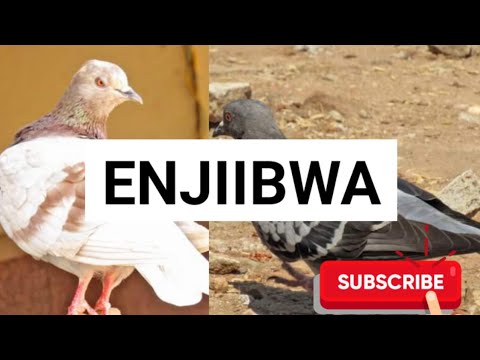 Baakubbako amayembe go tokyajanjaba bantu,olina ebikozesa , oyagala kusengula muntu,Funa Enjiibwa