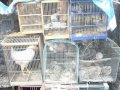 Burung Dalam Sangkar Emilia Contessa