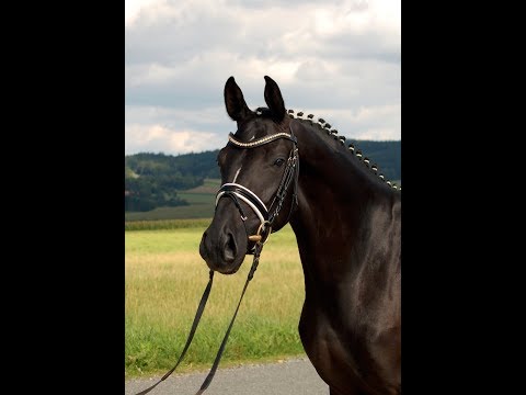 SOLD black hanoverian mare by Danciano, 2014, FEI prospect for YR/amateur