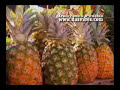 Jah Sun Feat. Ras Attitude , Lutan Fyah - No Bones ...