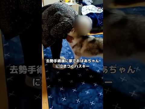 去勢手術後、帰宅するとおばあちゃんに泣きついて離れないハスキー #ハスキー #シベリアンハスキー #去勢手術 #shorts