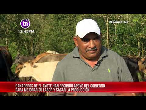 Ganadería en El Ayote con gran empuje por programas socioproductivos  - Nicaragua
