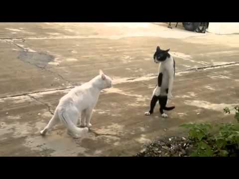 Briga de Gato da DeepWeb