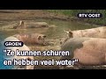Varkensboerin Nieske heeft de perfecte modderpoel voor haar varkens | RTV Oost