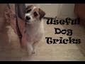 Useful Dog Tricks performed by Jesse (Original Video ...
