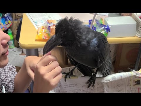 Crows talk a lot, but when their beloved brothers and dad come...