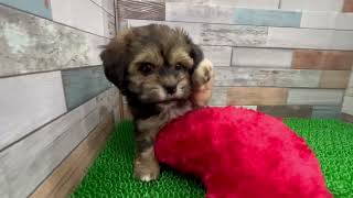 ハーフ犬の動画01