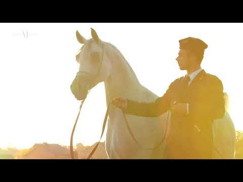 ⚜️ EMANDORISSA ⚜️ (ABHA QATAR x EMANDA), 2012 Mare