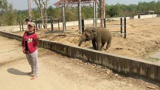 preview picture of video 'Feed Elephant @Wildlife Friends Foundation Thailand'