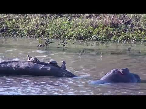 Djuma: Hippo with Terrapins on them - 15:26 - 05/28/2023