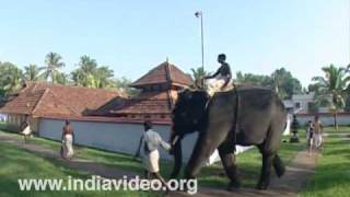 Chembukkavu Bhagavathy temple - a pooram participant