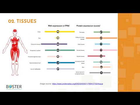 Learn CTSD in 3 minutes | Cathepsin D