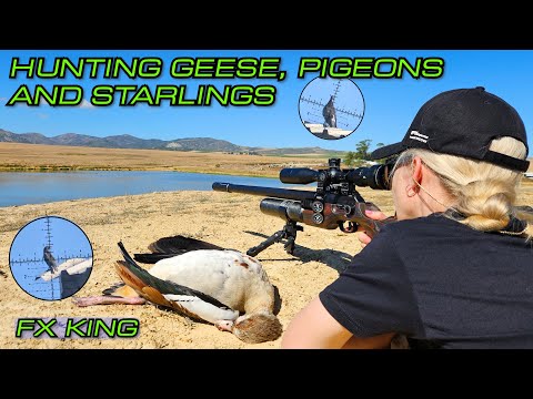 Hunting Geese, Pigeons and Starlings with the FX King PCP Air Gun | 26gr Javelins | Pest Control
